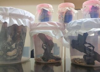 ਪੰਜਾਬ ਪੁਲਿਸ ਨੇ ਹਥਿਆਰਾਂ ਸਣੇ ਚਾਰ ਅੱਤਵਾਦੀਆਂ ਨੂੰ ਕੀਤਾ ਗ੍ਰਿਫਤਾਰ, ਦਿੱਲੀ ਪੁਲਿਸ ਨਾਲ ਕੀਤੀ ਕਾਰਵਾਈ