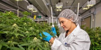 ਕੈਂਸਰ ਦੁਬਾਰਾ ਹੋਣ ਦੇ ਜੋਖਮ ਨੂੰ ਘੱਟ ਕਰਦੀ ਹੈ ਭੰਗ! ਟਾਟਾ ਮੈਮੋਰੀਅਲ ‘ਚ ਟ੍ਰਾਇਲ ਦੀ ਤਿਆਰੀ