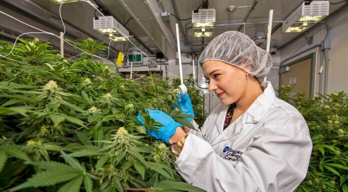 ਕੈਂਸਰ ਦੁਬਾਰਾ ਹੋਣ ਦੇ ਜੋਖਮ ਨੂੰ ਘੱਟ ਕਰਦੀ ਹੈ ਭੰਗ! ਟਾਟਾ ਮੈਮੋਰੀਅਲ ‘ਚ ਟ੍ਰਾਇਲ ਦੀ ਤਿਆਰੀ