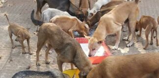 ਆਵਾਰਾ ਕੁੱਤੇ ਵੱਲੋਂ ਵੱਢਣ ‘ਤੇ ਉਸ ਨੂੰ ਖਾਣਾ ਖੁਆਉਣ ਵਾਲਾ ਹੀ ਚੁੱਕੇ ਖਰਚਾ : ਸੁਪਰੀਮ ਕੋਰਟ