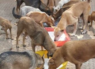 ਆਵਾਰਾ ਕੁੱਤੇ ਵੱਲੋਂ ਵੱਢਣ ‘ਤੇ ਉਸ ਨੂੰ ਖਾਣਾ ਖੁਆਉਣ ਵਾਲਾ ਹੀ ਚੁੱਕੇ ਖਰਚਾ : ਸੁਪਰੀਮ ਕੋਰਟ