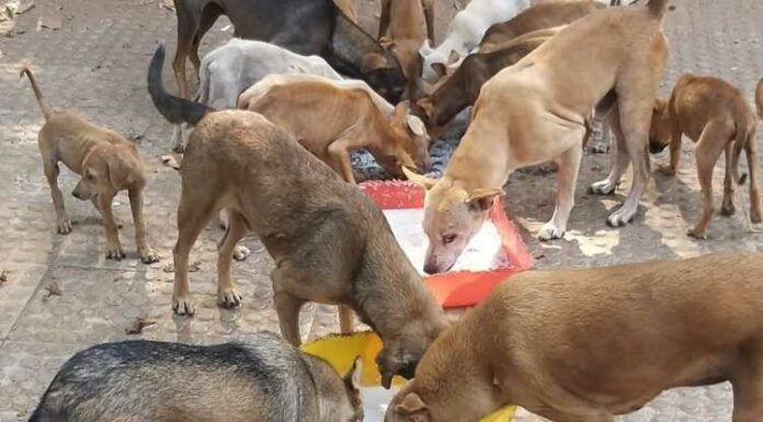 ਆਵਾਰਾ ਕੁੱਤੇ ਵੱਲੋਂ ਵੱਢਣ ‘ਤੇ ਉਸ ਨੂੰ ਖਾਣਾ ਖੁਆਉਣ ਵਾਲਾ ਹੀ ਚੁੱਕੇ ਖਰਚਾ : ਸੁਪਰੀਮ ਕੋਰਟ