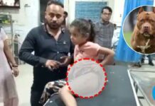 ਜਲੰਧਰ ‘ਚ ਪਿਟਬੁੱਲ ਕੁੱਤੇ ਨੇ ਬੱਚੀ ਨੂੰ ਵੱਢਿਆ, ਸ਼ਿਕਾਇਤ ਕਰਨ ‘ਤੇ ਕੁੱਤੇ ਦੇ ਮਾਲਕ ਨੇ ਕੀਤੀ ਗੁੰਡਾਗਰਦੀ