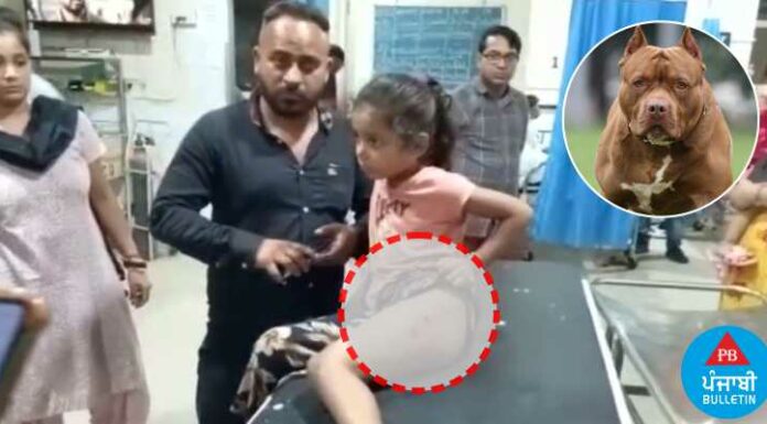 ਜਲੰਧਰ ‘ਚ ਪਿਟਬੁੱਲ ਕੁੱਤੇ ਨੇ ਬੱਚੀ ਨੂੰ ਵੱਢਿਆ, ਸ਼ਿਕਾਇਤ ਕਰਨ ‘ਤੇ ਕੁੱਤੇ ਦੇ ਮਾਲਕ ਨੇ ਕੀਤੀ ਗੁੰਡਾਗਰਦੀ