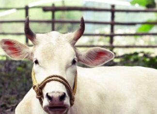 ਗਾਂ ਨੂੰ ਰਾਸ਼ਟਰੀ ਪਸ਼ੂ ਘੋਸ਼ਿਤ ਕਰਨ ਵਾਲੀ ਪਟੀਸ਼ਨ ਖਾਰਿਜ, ਬੈਂਚ ਨੇ ਕਿਹਾ- ਕੀ ਇਹ ਅਦਾਲਤ ਦਾ ਕੰਮ ਹੈ?