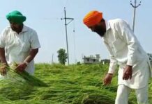 ਕਿਸਾਨਾਂ ਦੀ ਬੱਚਿਆਂ ਵਾਂਗ ਪਾਲੀ ਫਸਲ ਮੀਂਹ ਨੇ ਕੀਤੀ ਤਬਾਹ, ਰੋ-ਰੋ ਦੱਸਿਆ ਦਰਦ