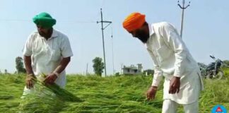 ਕਿਸਾਨਾਂ ਦੀ ਬੱਚਿਆਂ ਵਾਂਗ ਪਾਲੀ ਫਸਲ ਮੀਂਹ ਨੇ ਕੀਤੀ ਤਬਾਹ, ਰੋ-ਰੋ ਦੱਸਿਆ ਦਰਦ
