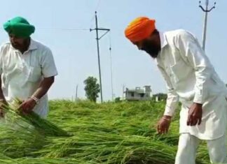 ਕਿਸਾਨਾਂ ਦੀ ਬੱਚਿਆਂ ਵਾਂਗ ਪਾਲੀ ਫਸਲ ਮੀਂਹ ਨੇ ਕੀਤੀ ਤਬਾਹ, ਰੋ-ਰੋ ਦੱਸਿਆ ਦਰਦ