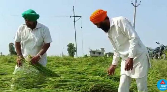 ਕਿਸਾਨਾਂ ਦੀ ਬੱਚਿਆਂ ਵਾਂਗ ਪਾਲੀ ਫਸਲ ਮੀਂਹ ਨੇ ਕੀਤੀ ਤਬਾਹ, ਰੋ-ਰੋ ਦੱਸਿਆ ਦਰਦ