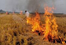 ਪੰਜਾਬ ‘ਚ ਪਰਾਲੀ ਸਾੜਨ ਦੇ ਇਕ ਦਿਨ ‘ਚ 1898 ਮਾਮਲੇ ਆਏ ਸਾਹਮਣੇ, ਪਿਛਲੇ 2 ਸਾਲਾਂ ਦਾ ਟੁੱਟਿਆ ਰਿਕਾਰਡ