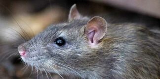 ਅਨੋਖਾ ਮਾਮਲਾ : ਪਾਲਤੂ ਚੂਹੇ ਦੇ ਗੁੰਮ ਹੋਣ ਦੀ FIR ਦਰਜ, ਥਾਣੇਦਾਰ ਨੇ ਕਿਹਾ-ਜਲਦੀ ਮਿਲੇਗਾ ਇਨਸਾਫ