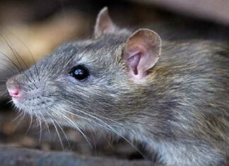 ਅਨੋਖਾ ਮਾਮਲਾ : ਪਾਲਤੂ ਚੂਹੇ ਦੇ ਗੁੰਮ ਹੋਣ ਦੀ FIR ਦਰਜ, ਥਾਣੇਦਾਰ ਨੇ ਕਿਹਾ-ਜਲਦੀ ਮਿਲੇਗਾ ਇਨਸਾਫ