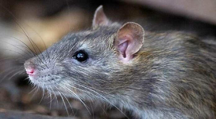 ਅਨੋਖਾ ਮਾਮਲਾ : ਪਾਲਤੂ ਚੂਹੇ ਦੇ ਗੁੰਮ ਹੋਣ ਦੀ FIR ਦਰਜ, ਥਾਣੇਦਾਰ ਨੇ ਕਿਹਾ-ਜਲਦੀ ਮਿਲੇਗਾ ਇਨਸਾਫ