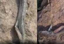 ਸੱਪ ਨੇ ਡੰਗਿਆ ਤਾਂ ਬੱਚੇ ਨੂੰ ਆਇਆ ਗੁੱਸਾ, ਸੱਪ ਨੂੰ ਦੰਦਾਂ ਨਾਲ ਵੱਢ-ਵੱਢ ਕੇ ਦਿੱਤਾ ਮਾਰ