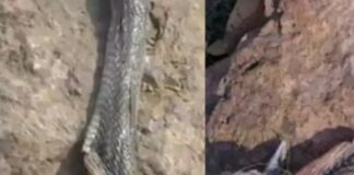 ਸੱਪ ਨੇ ਡੰਗਿਆ ਤਾਂ ਬੱਚੇ ਨੂੰ ਆਇਆ ਗੁੱਸਾ, ਸੱਪ ਨੂੰ ਦੰਦਾਂ ਨਾਲ ਵੱਢ-ਵੱਢ ਕੇ ਦਿੱਤਾ ਮਾਰ