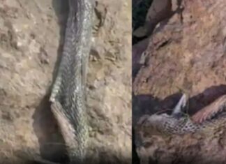 ਸੱਪ ਨੇ ਡੰਗਿਆ ਤਾਂ ਬੱਚੇ ਨੂੰ ਆਇਆ ਗੁੱਸਾ, ਸੱਪ ਨੂੰ ਦੰਦਾਂ ਨਾਲ ਵੱਢ-ਵੱਢ ਕੇ ਦਿੱਤਾ ਮਾਰ