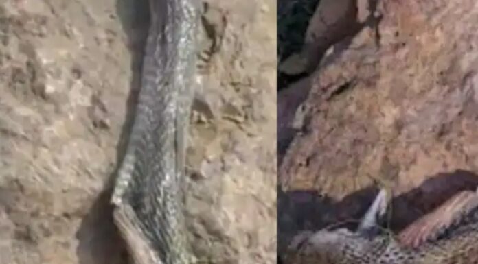 ਸੱਪ ਨੇ ਡੰਗਿਆ ਤਾਂ ਬੱਚੇ ਨੂੰ ਆਇਆ ਗੁੱਸਾ, ਸੱਪ ਨੂੰ ਦੰਦਾਂ ਨਾਲ ਵੱਢ-ਵੱਢ ਕੇ ਦਿੱਤਾ ਮਾਰ