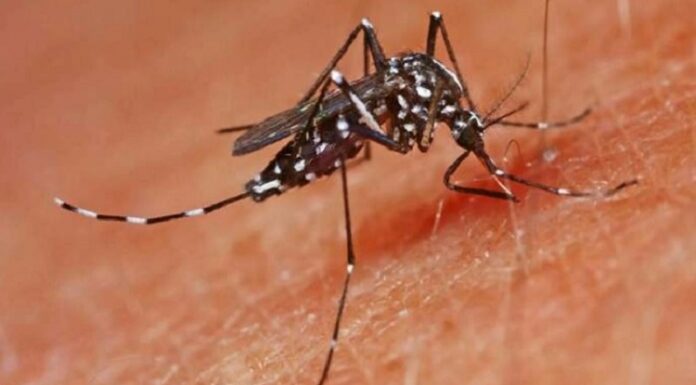 ਏਕ ਮੱਛਰ ਆਦਮੀ ਕੋ…. ਮੱਛਰ ਦੇ ਕੱਟਣ ਨਾਲ 30 ਦਿਨ ਕੋਮਾ ‘ਚ ਰਿਹਾ ਵਿਅਕਤੀ, ਦੋ ਉਂਗਲਾਂ ਵੀ ਗੁਆਈਆਂ