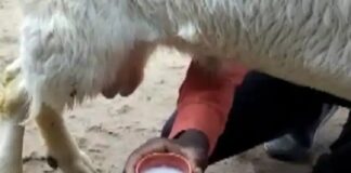 ਬੱਕਰੀਆਂ ਦੇ ਨਾਲ-ਨਾਲ ਬੱਕਰੇ ਵੀ ਦੇ ਰਹੇ ਦੁੱਧ, ਸਾਹਮਣੇ ਆਇਆ ਹੈਰਾਨ ਕਰਨ ਵਾਲਾ ਮਾਮਲਾ