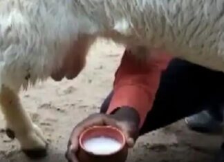ਬੱਕਰੀਆਂ ਦੇ ਨਾਲ-ਨਾਲ ਬੱਕਰੇ ਵੀ ਦੇ ਰਹੇ ਦੁੱਧ, ਸਾਹਮਣੇ ਆਇਆ ਹੈਰਾਨ ਕਰਨ ਵਾਲਾ ਮਾਮਲਾ