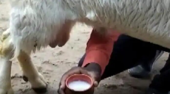 ਬੱਕਰੀਆਂ ਦੇ ਨਾਲ-ਨਾਲ ਬੱਕਰੇ ਵੀ ਦੇ ਰਹੇ ਦੁੱਧ, ਸਾਹਮਣੇ ਆਇਆ ਹੈਰਾਨ ਕਰਨ ਵਾਲਾ ਮਾਮਲਾ