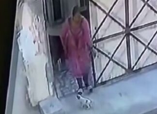 ਲੁਧਿਆਣਾ ‘ਚ ਔਰਤ ਨੇ ਕਤੂਰੇ ਨੂੰ ਬੇਰਹਿਮੀ ਨਾਲ ਮਾਰੀਆਂ ਲੱਤਾਂ, ਵੀਡੀਓ ਵਾਇਰਲ