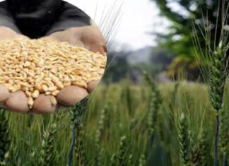 ਮਹਿੰਗਾਈ ਦੀ ਮਾਰ : ਕਣਕ ਦੇ ਰੇਟ ‘ਚ 30 ਫੀਸਦੀ ਵਾਧਾ, ਆਟਾ ਹੋਵੇਗਾ ਮਹਿੰਗਾ