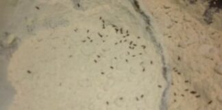 ਰੈਸਟੋਰੈਂਟ ‘ਚ ਖਾਣ-ਪੀਣ ਵਾਲੀਆਂ ਚੀਜ਼ਾਂ ‘ਚ ਮਿਲੇ ਕੀੜੇ, ਮਚੀ ਹਲਚਲ