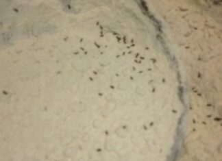 ਰੈਸਟੋਰੈਂਟ ‘ਚ ਖਾਣ-ਪੀਣ ਵਾਲੀਆਂ ਚੀਜ਼ਾਂ ‘ਚ ਮਿਲੇ ਕੀੜੇ, ਮਚੀ ਹਲਚਲ