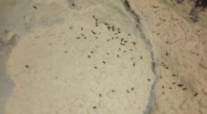 ਰੈਸਟੋਰੈਂਟ ‘ਚ ਖਾਣ-ਪੀਣ ਵਾਲੀਆਂ ਚੀਜ਼ਾਂ ‘ਚ ਮਿਲੇ ਕੀੜੇ, ਮਚੀ ਹਲਚਲ