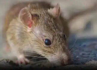 ਪੁਲਿਸ ਨੇ ਕੋਰਟ ‘ਚ ਕਿਹਾ- ਨਸ਼ੇੜੀ ਚੂਹੇ ਖਾ ਗਏ 581 ਕਿੱਲੋ ਗਾਂਜਾ, ਕੋਰਟ ਨੇ ਵੀ ਅੱਗੋਂ ਕਹਿ’ਤਾ- ਸਬੂਤ ਦਿਖਾਓ