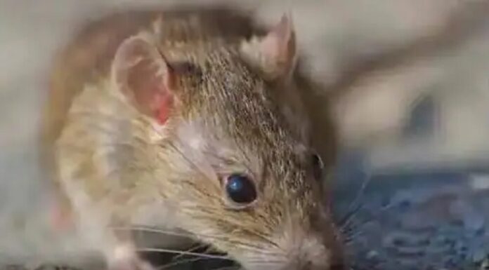 ਪੁਲਿਸ ਨੇ ਕੋਰਟ ‘ਚ ਕਿਹਾ- ਨਸ਼ੇੜੀ ਚੂਹੇ ਖਾ ਗਏ 581 ਕਿੱਲੋ ਗਾਂਜਾ, ਕੋਰਟ ਨੇ ਵੀ ਅੱਗੋਂ ਕਹਿ’ਤਾ- ਸਬੂਤ ਦਿਖਾਓ