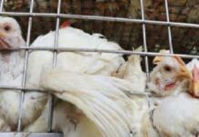 ਦੇਸ਼ ‘ਚ ਮੁੜ ਆਇਆ ਬਰਡ ਫਲੂ, 6 ਹਜ਼ਾਰ ਤੋਂ ਵੱਧ ਬੱਤਖਾਂ ਤੇ ਮੁਰਗੀਆਂ ਨੂੰ ਮਾਰਨਾ ਪਿਆ