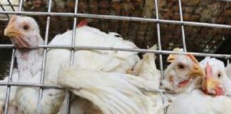 ਦੇਸ਼ ‘ਚ ਮੁੜ ਆਇਆ ਬਰਡ ਫਲੂ, 6 ਹਜ਼ਾਰ ਤੋਂ ਵੱਧ ਬੱਤਖਾਂ ਤੇ ਮੁਰਗੀਆਂ ਨੂੰ ਮਾਰਨਾ ਪਿਆ