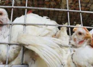 ਦੇਸ਼ ‘ਚ ਮੁੜ ਆਇਆ ਬਰਡ ਫਲੂ, 6 ਹਜ਼ਾਰ ਤੋਂ ਵੱਧ ਬੱਤਖਾਂ ਤੇ ਮੁਰਗੀਆਂ ਨੂੰ ਮਾਰਨਾ ਪਿਆ