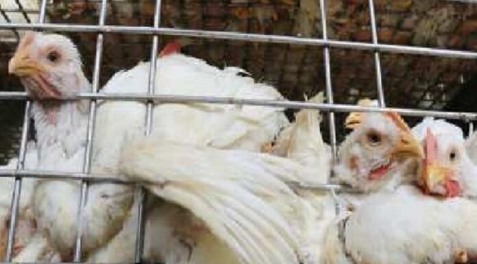 ਦੇਸ਼ ‘ਚ ਮੁੜ ਆਇਆ ਬਰਡ ਫਲੂ, 6 ਹਜ਼ਾਰ ਤੋਂ ਵੱਧ ਬੱਤਖਾਂ ਤੇ ਮੁਰਗੀਆਂ ਨੂੰ ਮਾਰਨਾ ਪਿਆ