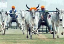 ਲੁਧਿਆਣਾ : ਬੈਲ ਗੱਡੀਆਂ ਦੀਆਂ ਦੌੜਾਂ ਦੇ ਟੂਰਨਾਮੈਂਟ ‘ਤੇ ਪ੍ਰਸ਼ਾਸਨ ਦਾ ਸਖਤ ਐਕਸ਼ਨ