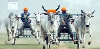 ਲੁਧਿਆਣਾ : ਬੈਲ ਗੱਡੀਆਂ ਦੀਆਂ ਦੌੜਾਂ ਦੇ ਟੂਰਨਾਮੈਂਟ ‘ਤੇ ਪ੍ਰਸ਼ਾਸਨ ਦਾ ਸਖਤ ਐਕਸ਼ਨ