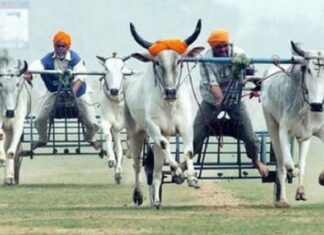 ਲੁਧਿਆਣਾ : ਬੈਲ ਗੱਡੀਆਂ ਦੀਆਂ ਦੌੜਾਂ ਦੇ ਟੂਰਨਾਮੈਂਟ ‘ਤੇ ਪ੍ਰਸ਼ਾਸਨ ਦਾ ਸਖਤ ਐਕਸ਼ਨ