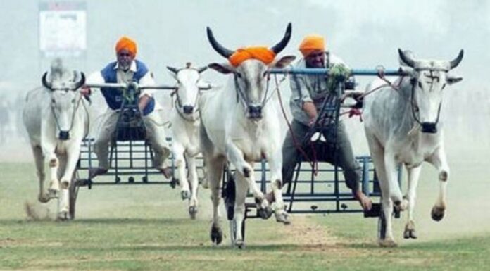 ਲੁਧਿਆਣਾ : ਬੈਲ ਗੱਡੀਆਂ ਦੀਆਂ ਦੌੜਾਂ ਦੇ ਟੂਰਨਾਮੈਂਟ ‘ਤੇ ਪ੍ਰਸ਼ਾਸਨ ਦਾ ਸਖਤ ਐਕਸ਼ਨ