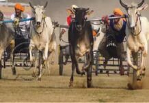 ਲੁਧਿਆਣਾ ‘ਚ ਸੁਪਰੀਮ ਕੋਰਟ ਦੇ ਹੁਕਮਾਂ ਦੀ ਉਲੰਘਣਾ, ਰੋਕ ਦੇ ਬਾਵਜੂਦ ਕਰਵਾਈ ਗਈ ਬੈਲ ਗੱਡੀਆਂ ਦੀ ਦੌੜ