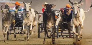 ਲੁਧਿਆਣਾ ‘ਚ ਸੁਪਰੀਮ ਕੋਰਟ ਦੇ ਹੁਕਮਾਂ ਦੀ ਉਲੰਘਣਾ, ਰੋਕ ਦੇ ਬਾਵਜੂਦ ਕਰਵਾਈ ਗਈ ਬੈਲ ਗੱਡੀਆਂ ਦੀ ਦੌੜ