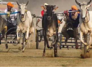 ਲੁਧਿਆਣਾ ‘ਚ ਸੁਪਰੀਮ ਕੋਰਟ ਦੇ ਹੁਕਮਾਂ ਦੀ ਉਲੰਘਣਾ, ਰੋਕ ਦੇ ਬਾਵਜੂਦ ਕਰਵਾਈ ਗਈ ਬੈਲ ਗੱਡੀਆਂ ਦੀ ਦੌੜ