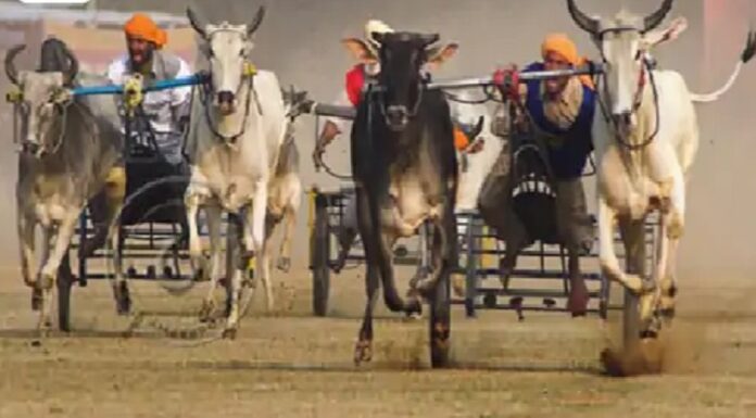 ਲੁਧਿਆਣਾ ‘ਚ ਸੁਪਰੀਮ ਕੋਰਟ ਦੇ ਹੁਕਮਾਂ ਦੀ ਉਲੰਘਣਾ, ਰੋਕ ਦੇ ਬਾਵਜੂਦ ਕਰਵਾਈ ਗਈ ਬੈਲ ਗੱਡੀਆਂ ਦੀ ਦੌੜ