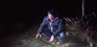 ਸ਼ਰਮਨਾਕ ! ਨੰਗਲ ‘ਚ 6 ਮਹੀਨਿਆਂ ਦੇ ਚੀਤੇ ਦੇ ਬੱਚੇ ਦਾ ਸ਼ਿਕਾਰ, ਮਾਦਾ ਚੀਤਾ ਤੇ ਇਕ ਬੱਚਾ ਲਾਪਤਾ