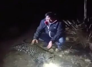 ਸ਼ਰਮਨਾਕ ! ਨੰਗਲ ‘ਚ 6 ਮਹੀਨਿਆਂ ਦੇ ਚੀਤੇ ਦੇ ਬੱਚੇ ਦਾ ਸ਼ਿਕਾਰ, ਮਾਦਾ ਚੀਤਾ ਤੇ ਇਕ ਬੱਚਾ ਲਾਪਤਾ