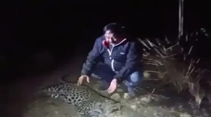 ਸ਼ਰਮਨਾਕ ! ਨੰਗਲ ‘ਚ 6 ਮਹੀਨਿਆਂ ਦੇ ਚੀਤੇ ਦੇ ਬੱਚੇ ਦਾ ਸ਼ਿਕਾਰ, ਮਾਦਾ ਚੀਤਾ ਤੇ ਇਕ ਬੱਚਾ ਲਾਪਤਾ