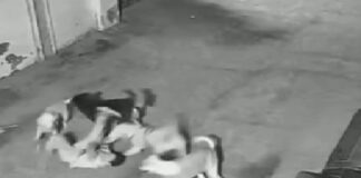 ਲੁਧਿਆਣਾ : ਆਵਾਰਾ ਕੁੱਤਿਆਂ ਦੇ ਝੁੰਡ ਨੇ ਬੱਚੇ ‘ਤੇ ਕੀਤਾ ਹਮਲਾ, ਕਈ ਥਾਈਂ ਵੱਢਿਆ