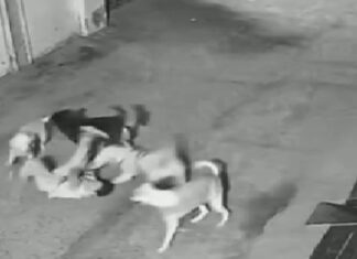 ਲੁਧਿਆਣਾ : ਆਵਾਰਾ ਕੁੱਤਿਆਂ ਦੇ ਝੁੰਡ ਨੇ ਬੱਚੇ ‘ਤੇ ਕੀਤਾ ਹਮਲਾ, ਕਈ ਥਾਈਂ ਵੱਢਿਆ