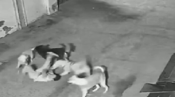 ਲੁਧਿਆਣਾ : ਆਵਾਰਾ ਕੁੱਤਿਆਂ ਦੇ ਝੁੰਡ ਨੇ ਬੱਚੇ ‘ਤੇ ਕੀਤਾ ਹਮਲਾ, ਕਈ ਥਾਈਂ ਵੱਢਿਆ